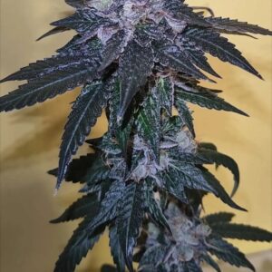Katsu Seeds - Nocturnal Emissions