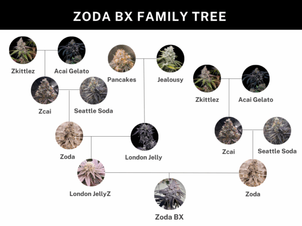 Umami Seeds - Zoda Bx1 - Image 3