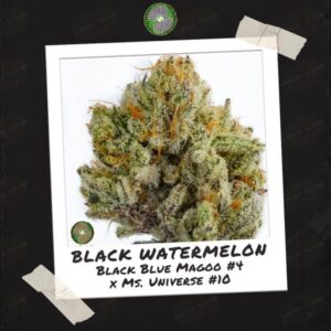 Dynasty Genetics - Black Watermelon