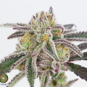 Dynasty Genetics - Blue Magoo BX4
