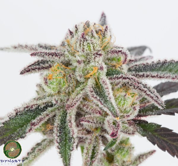 Dynasty Genetics - Blue Magoo BX4