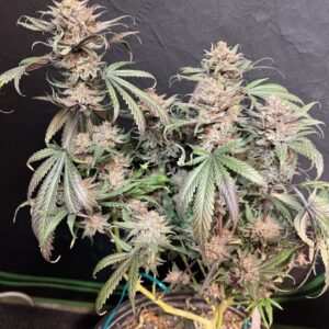 Katsu Seeds - Granddaddy Purple X Chocolate Trip
