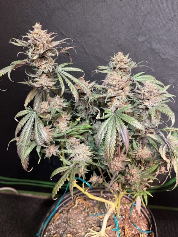 Katsu Seeds - Granddaddy Purple X Chocolate Trip