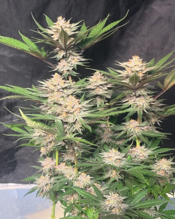 Katsu Seeds - Cap Junky X Chocolate Trip