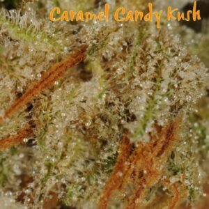 Dynasty Genetics - Caramel Candy Kush