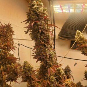Katsu Seeds - F1 Durban X Sour Diesel