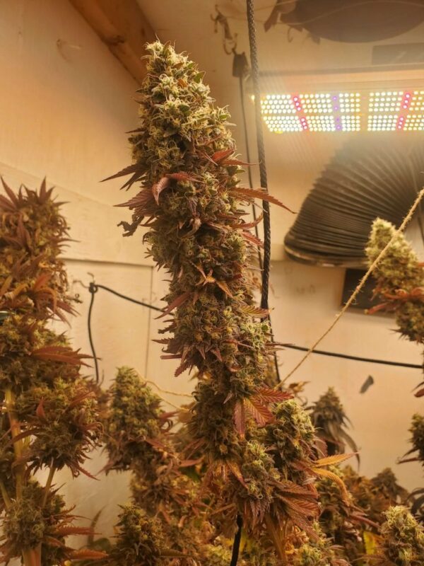 Katsu Seeds - F1 Durban X Sour Diesel