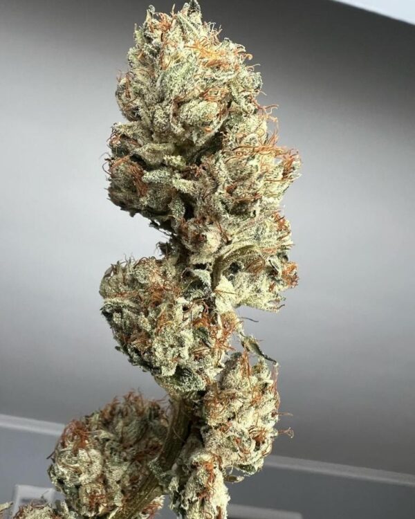Katsu Seeds - Original OG X Pre 98 Bubba Kush