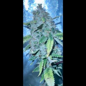 Katsu Seeds - Sour OG Mango