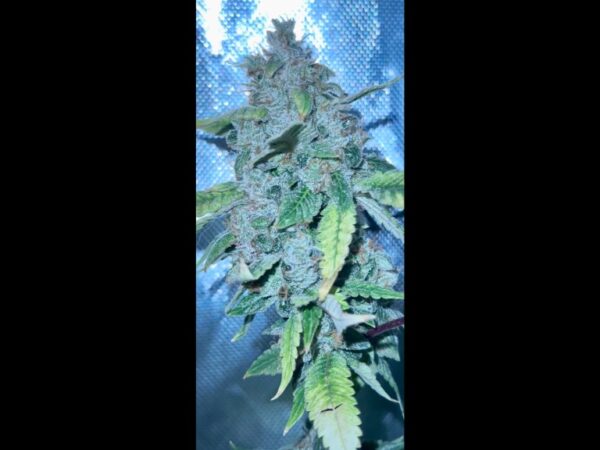 Katsu Seeds - Sour OG Mango