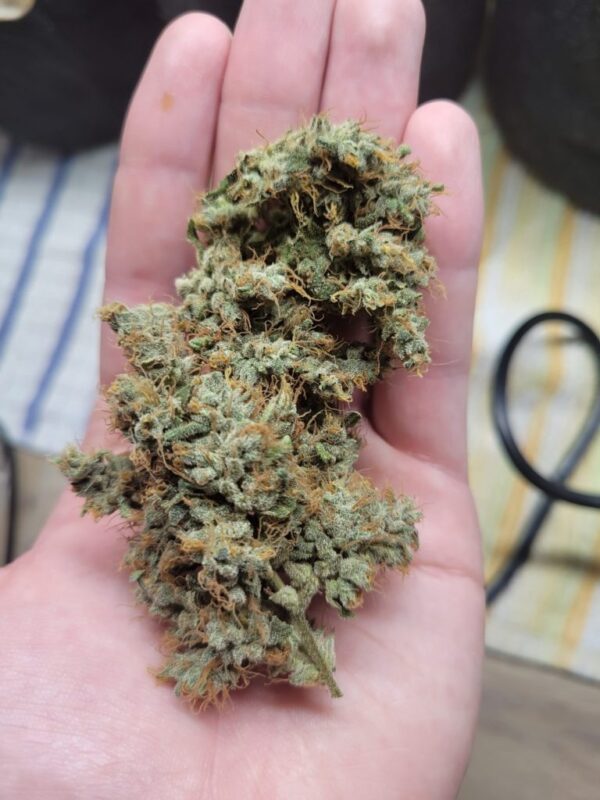 Katsu Seeds - Valyrian Diesel