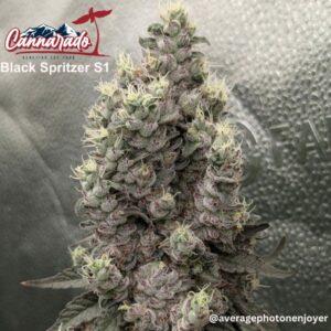 Cannarado Genetics - Black Spritzer S1