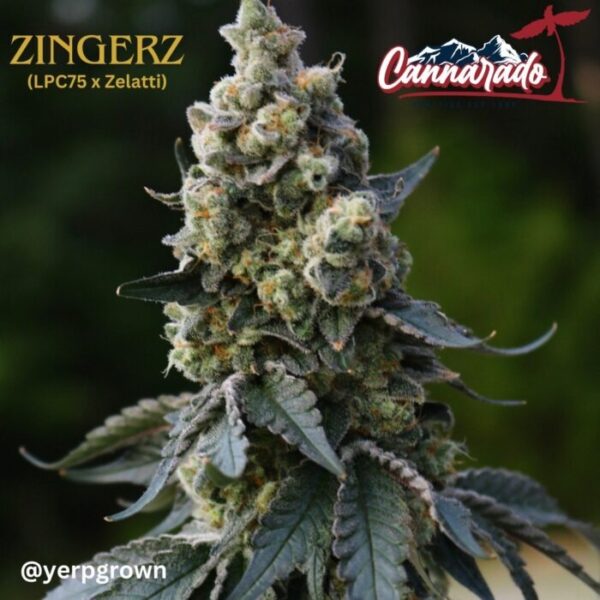 Cannarado Genetics - Zingerz