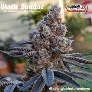Cannarado Genetics - Black Sundae