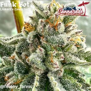 Cannarado Genetics - Funk Bot