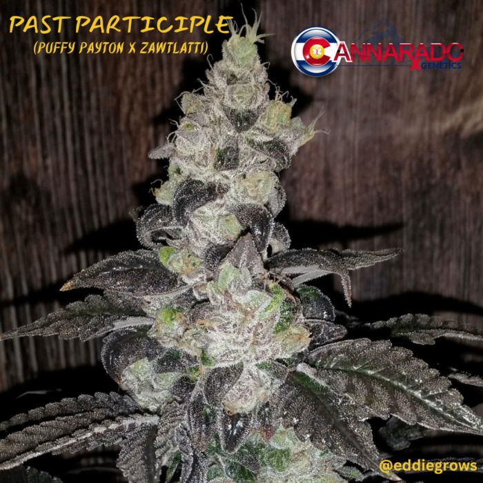 Cannarado Genetics - Past Participle