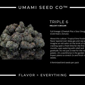 Umami Seeds - Triple 6