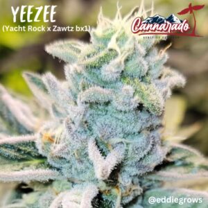 Cannarado Genetics - YeeZee