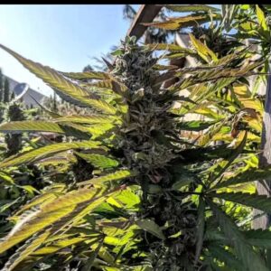 Umami Seeds - Banana Sours