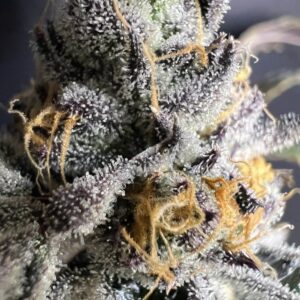 Umami Seeds - Biscotti Royale