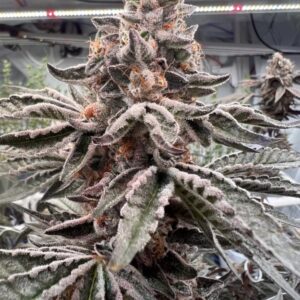 Umami Seeds - Gym Crush