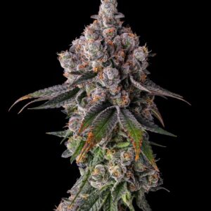 Compound Genetics - 90 Proof