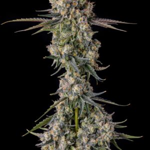 Compound Genetics - Zhampagne