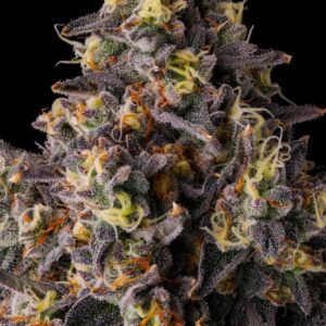 Compound Genetics - Kumamotoz