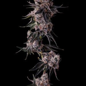 Compound Genetics - Lemon Cherry Pavé