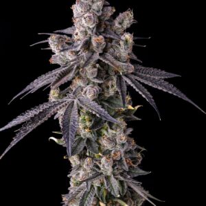 Compound Genetics - Mora Azul