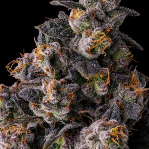 Compound Genetics - Rainbow Guavé