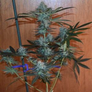 Jaws Genetics - 92 Blues F1
