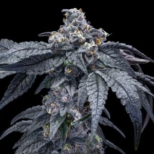 Offensive Selections - Silencer