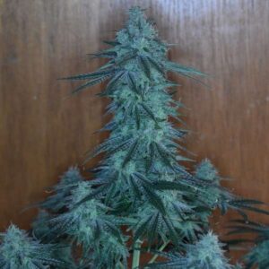 Jaws Genetics - UK Blues F1