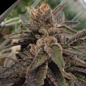 Rare Dankness - 501st OG