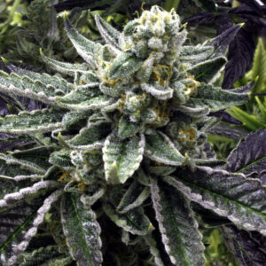 Rare Dankness - Commerce City Kush