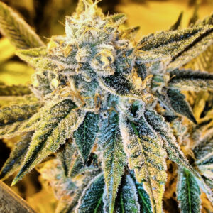 Rare Dankness - Cornbread OG