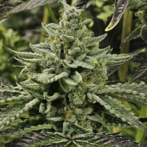 Rare Dankness - Longs Peak Blue