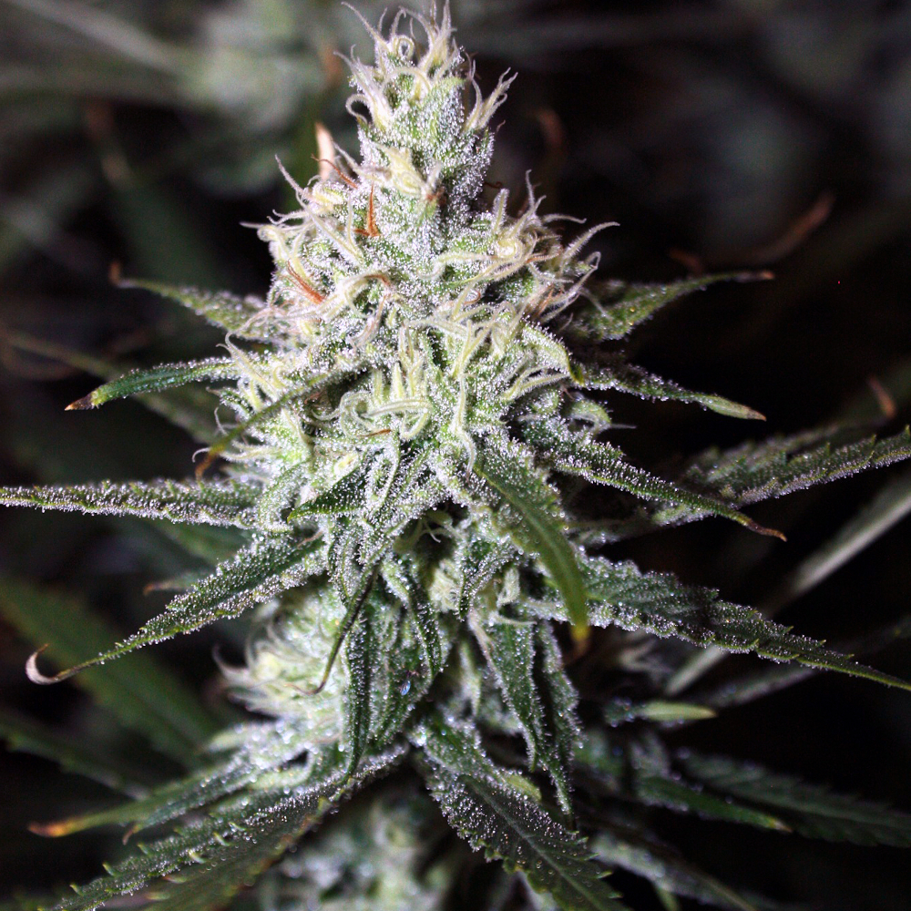 Rare Dankness - Moonshine Haze