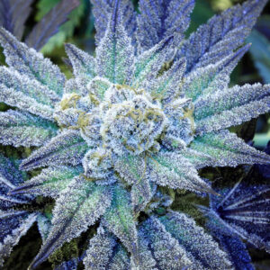 Rare Dankness - Night Terror OG