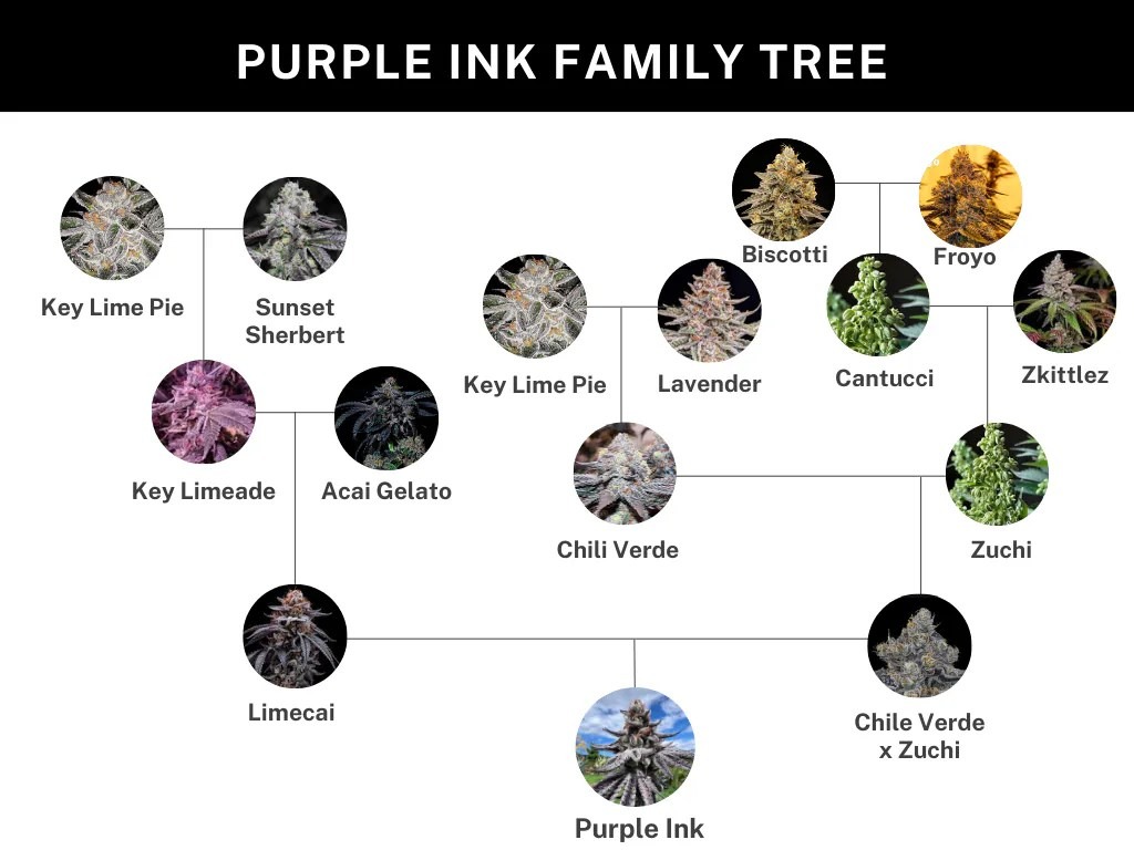 Umami Seeds - Purple Ink - Image 2