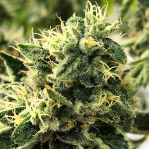 Rare Dankness - Scavengers Daughter