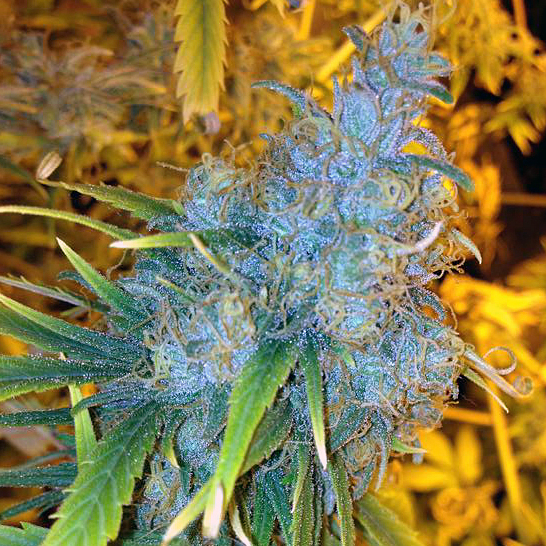 Rare Dankness - Somali Taxi Ride