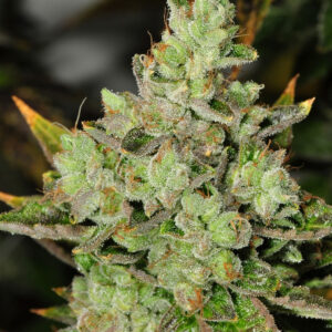 Rare Dankness - Venom OG