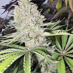 CSI:Humboldt - Terpinolene Machine