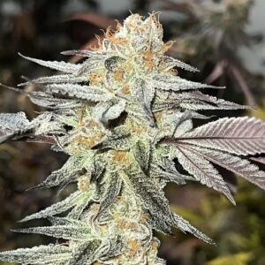 CSI:Humboldt - Flight Risk