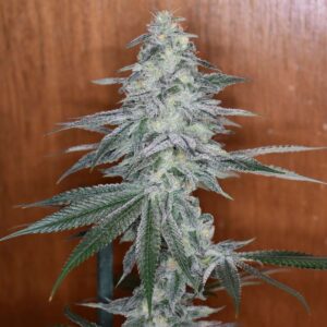 Jaws Genetics - Alien Mustang F1
