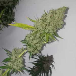 CSI:Humboldt - Muttzzarella 2.0