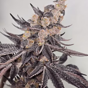 CSI:Humboldt - Reek Havoc