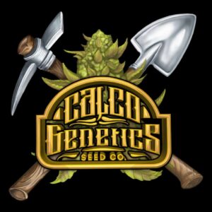 Calco Genetics - RS11 X Cherry Pie Bx1